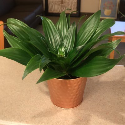 Plant Doctor The right care can zap life back into any