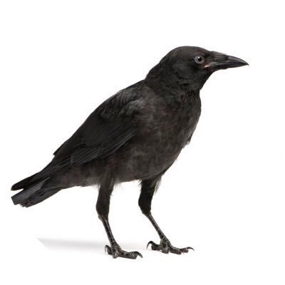 XenftFN's profile picture. F/A