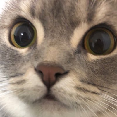 Ymx3i4WBAnsagRA's profile picture. はるポン♡との日常記録♡糖質制限、低糖質メニュー、簡単お料理🍴➡️@NK85603952 https://t.co/cHXCt7pnon