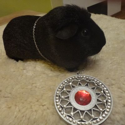 dr bright but a Guinea pig.