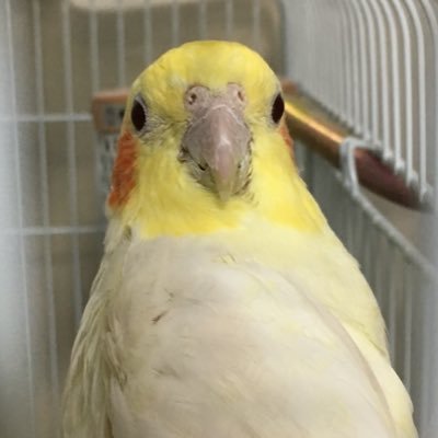 桜文鳥のノンノ、オイラ、白文鳥のピリカ、自分を文鳥だと思っているオカメインコのシバちゃんと生きてます。