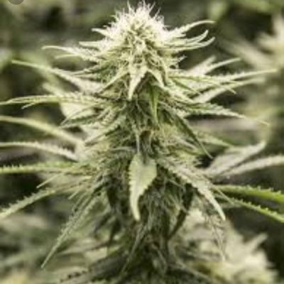 highthought_024's profile picture. just some people who smoke and think they’re funny