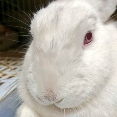 うさぎとインコ飼い(佐久間さんと愛(めご)ちゃん)/障害者手帳2級(統合失調症、自閉症スペクトラム、糖尿病)/成人済み/乙女ゲー好き/NEXZも好きなオルペンNEX2Y(ケミなら福岡ケミ🐧🐈⬛好き)