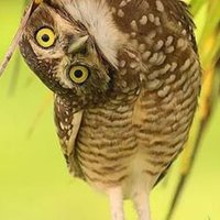 Sedef (@sedef14157070) 's Twitter Profile