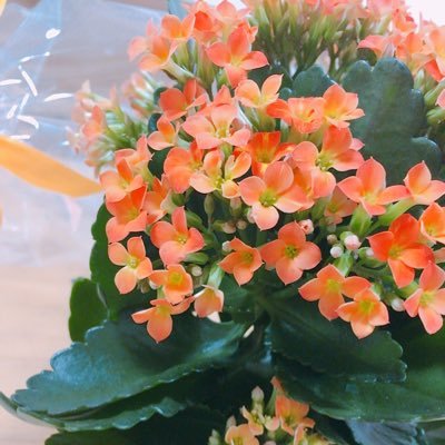多ジャンル取引垢。🚺22↑。周辺B済み。お取引経験 他アプリ含め 300↑。