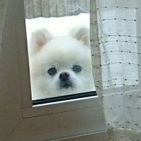ポメラニアン シュガー (@pomeraniansugar) 's Twitter Profile
