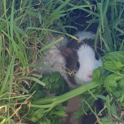 r_dacanay's profile picture. 