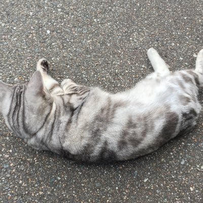 malucu1411's profile picture. 