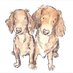 Bella & Moneypenny Dashchund (@BellaMiniDoxie) Twitter profile photo