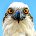 SRHS Library Media (@srseahawksmedia) Twitter profile photo SRHS Library Media (@srseahawksmedia) Twitter profile photo