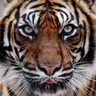 debge01's profile picture. I am who I am & I do what I do - Family, Friends, Fun, Music, Sport, Life In General - A pioneer in the Internet of People!!