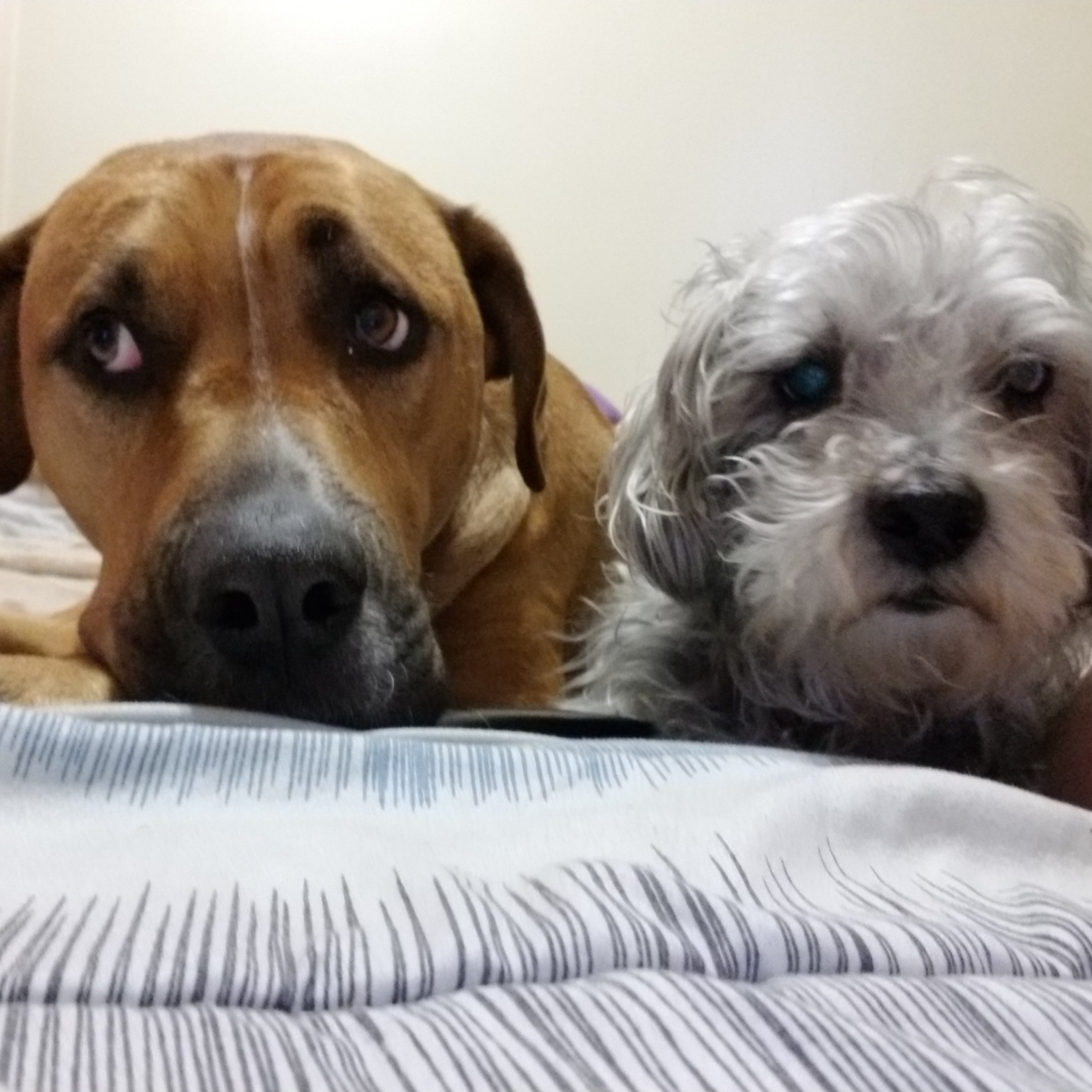 Nada_7711's profile picture. Loves dogs, going for hikes, taking pictures and love my man ☆♡♡11.28.2018♡♡☆  thriver☆☆♡♡