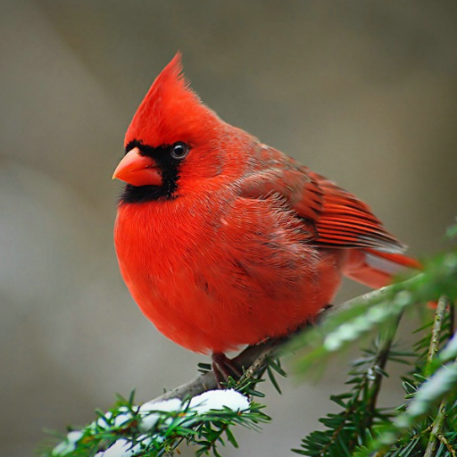 UofL sports fan, #cardnation, Louisville native, book reader, public library user, occasional golfer