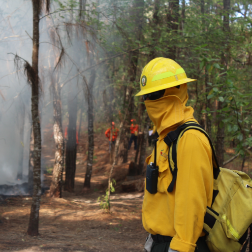 Todo sobre el sector forestal de Nayarit