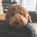 Judith Gorski (@k9wall) Twitter profile photo Judith Gorski (@k9wall) Twitter profile photo