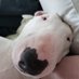 Lulu and Sherman The Mini Bulls (@luluthebully) Twitter profile photo Lulu and Sherman The Mini Bulls (@luluthebully) Twitter profile photo