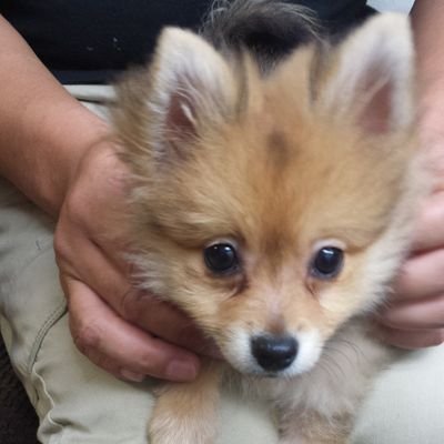 daiyatowatashi's profile picture. 2歳差ボーイズのママ。
長男2018.次男2020.三男2022
実家にかわいいバカ犬ポメラニアン在中。