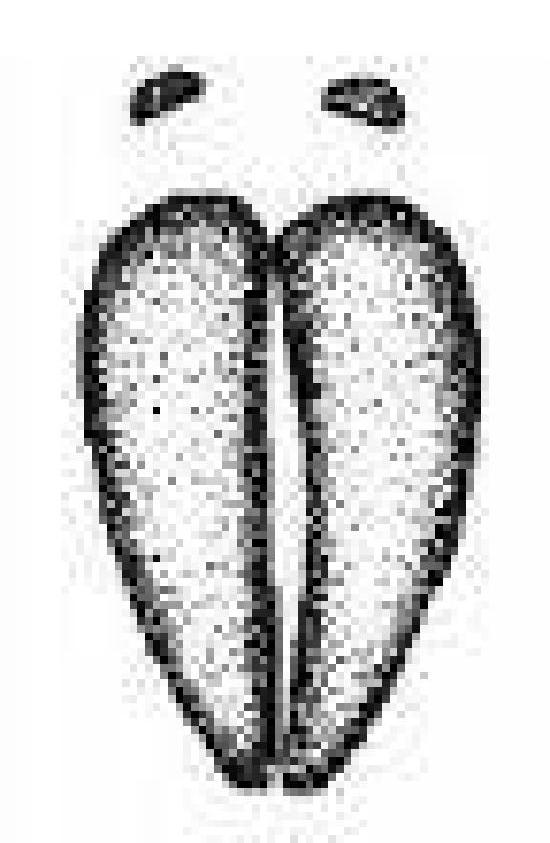 TheMuddyMoose's profile picture. 