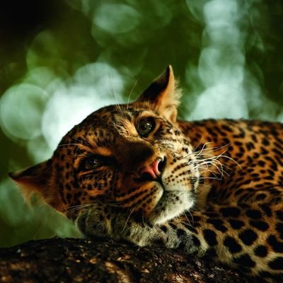 minerva_lm's profile picture. 