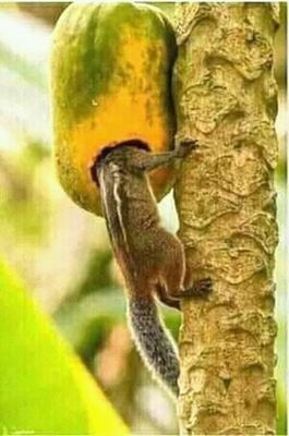 NtapiMarioz's profile picture. 