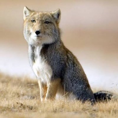 ちろかすさんのプロフィール画像