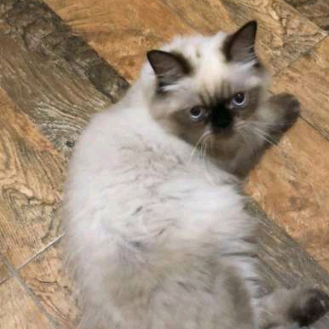 BoxartIndonesia's profile picture. 