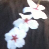 Avatar of haruyosh