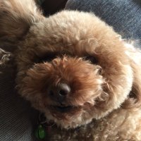 りりはち (@8_64_8) 's Twitter Profile