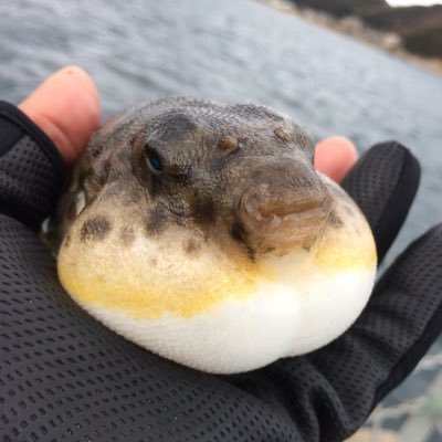 徳島での釣行記録用、エサ釣り・サビキ・ルアーなど自由にやってます( ^ω^ )毎日釣り行きたい病 魚は見るのも食べるのも好きなので写真あると高確率でいいねしますが気にしないでください(^o^)