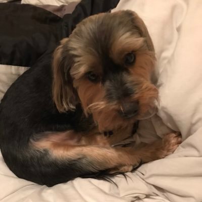 Mummy to a cheeky little Yorkie called Oscar (known as Oski) and wife to a put upon Scot (well his wife nags and his doggy always wants to play chase)