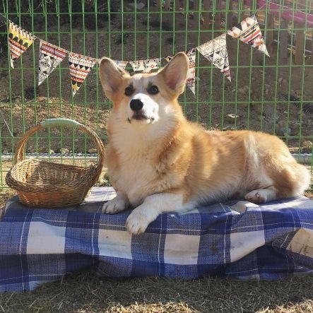 welshcorgi_hako's profile picture. 🐾 웰시코기 하코네 (Hako)
🎂 2017.03.01 
🏠 2017.06.08
     인용알티❌, 재업로드/퍼가기/재가공❌, 디엠,멘션=💘              하코를 애정어린 마음으로 봐주세요💓