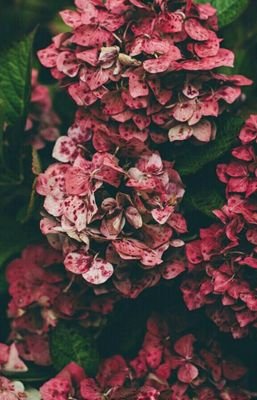 Thornyroses22's profile picture. Pengamat 🤘