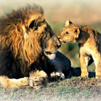 Forever Africa Safari(@ForeverAfrica1) 's Twitter Profile Photo