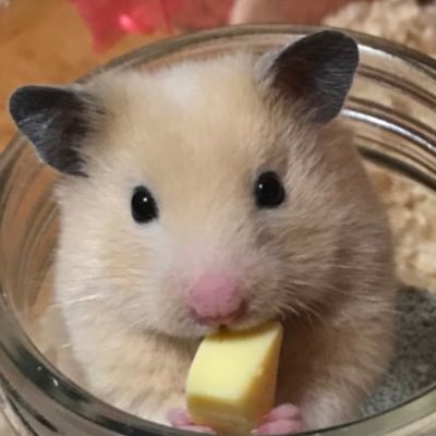 神出鬼没にハムスター関係呟きます(^ ^) ハムちゃん🐹大好き💕 ＦF外でも目にしたハムスター写真、動画、、いいね👍です(笑)ハムランドに行ったハムちゃんにも頑張って生きたハムちゃんに敬意で👍します。全てのハムちゃんが可愛い😍