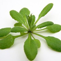 TSPO_Autophagy (@batoko_lab) 's Twitter Profile