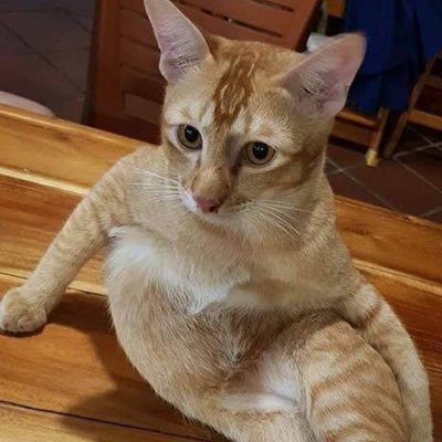 bdsm520k9's profile picture. 兴趣使然的猫咪/色图分享转载  喜欢请鼓励我多发  侵权联系我删除 欢迎找我聊天!