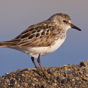 A nonprofit organization dedicated to saving shorebirds all around the world🐦