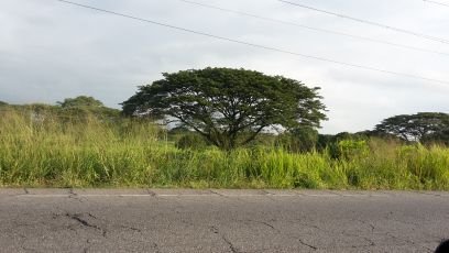 vivo  la vida