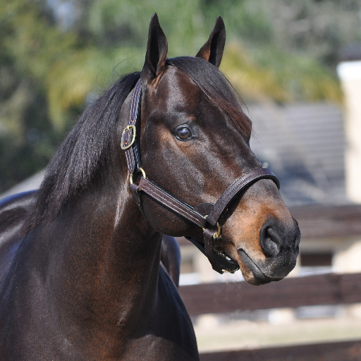 Pleasant Acres Stallions Profile
