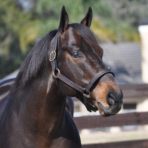 Pleasant Acres Stallions: Bringing the Hottest Sirelines on the Planet to Florida!