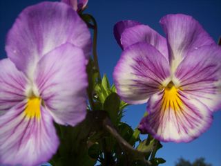 momstheteacher's profile picture. Homeschool mom and teacher