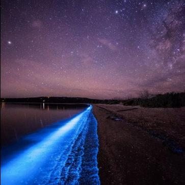 Naturally bioluminescent shores are grand. Kayaking in spirit, alone or in the company of good 💜s. #AllTheBestHashtagsNOW #DislikesHashtagsThough :-P