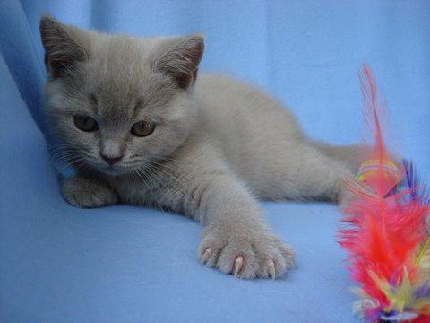 britishkurzhaar's profile picture. British Kurzhaar
 Katzen kaufen & verkaufen. markt.de - Ihr Portal für Katzenanzeigen aus Deutschland.