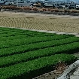 chill_only1's profile picture. 困ったときはお互い様✌
夏場の緑は眩しい✨