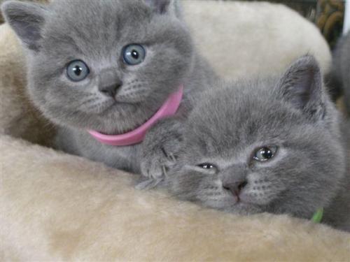 chartreux_katze's profile picture. Chartreux Katzen kaufen & verkaufen. markt.de - Ihr Portal für Katzenanzeigen aus Deutschland.