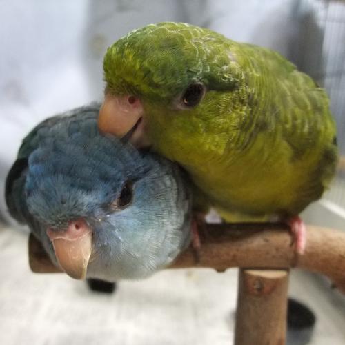 サザナミインコぷーちんとマルチーズのリブたん暮らしています。写真のクリームイノのめどべぇとDグリーンえりちんはぷーちんの愛すべき元相方たちです。ミュージカルと朝ドラと大河とイケメンが大好物。フォローはご自由に♪フォロバは気まぐれ。挨拶苦手で突然からみます。