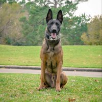 K9 Telle (@k9telle) 's Twitter Profile