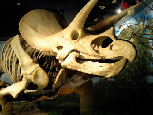 triceratops66's profile picture. 37歳。多嚢胞生卵巣。結婚後すぐ不妊治療開始、いきなり体外受精することに、、、。現在採卵4回、胚移植1回（🧚後、自然流産）、受精卵のストックは0。不妊治療関係こっそりフォローさせてください🙇‍♀️