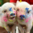syonen09i's profile image
