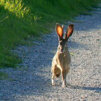 Pote, Jambi, "John Reed" (@easyreeder) 's Twitter Profile